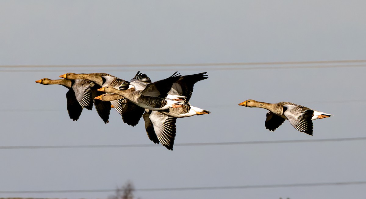 Graylag Goose - ML631713049