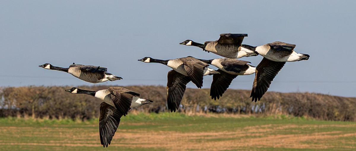 Canada Goose - ML631713054