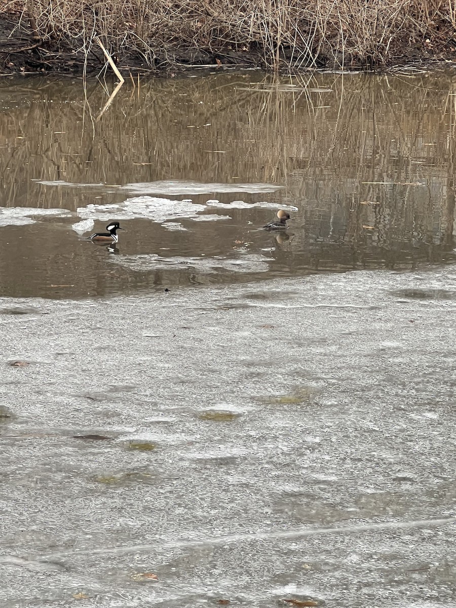 Hooded Merganser - ML631713173