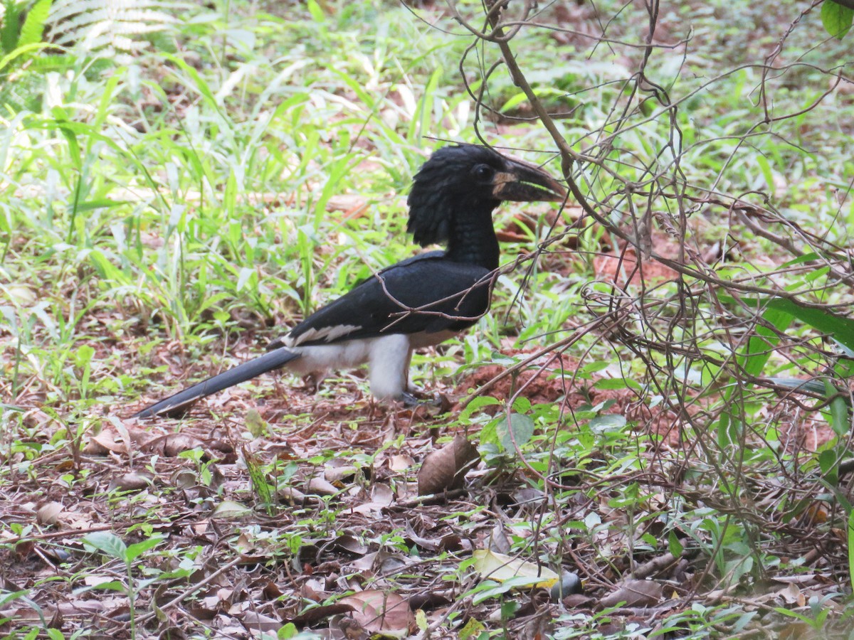 Piping Hornbill - ML631713183