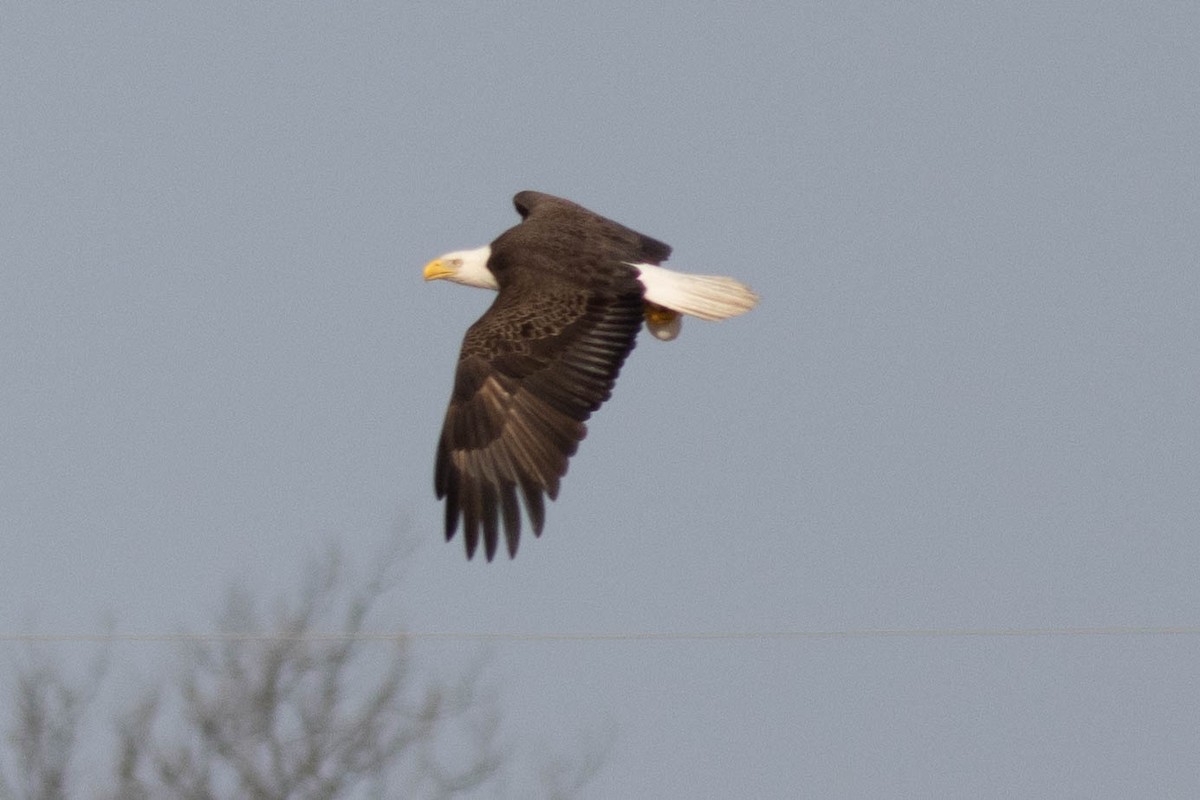 Bald Eagle - ML631713185