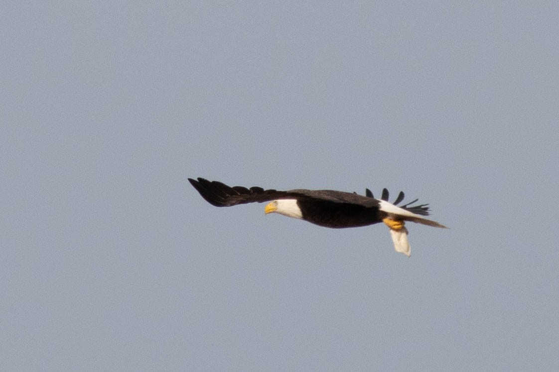 Bald Eagle - ML631713186
