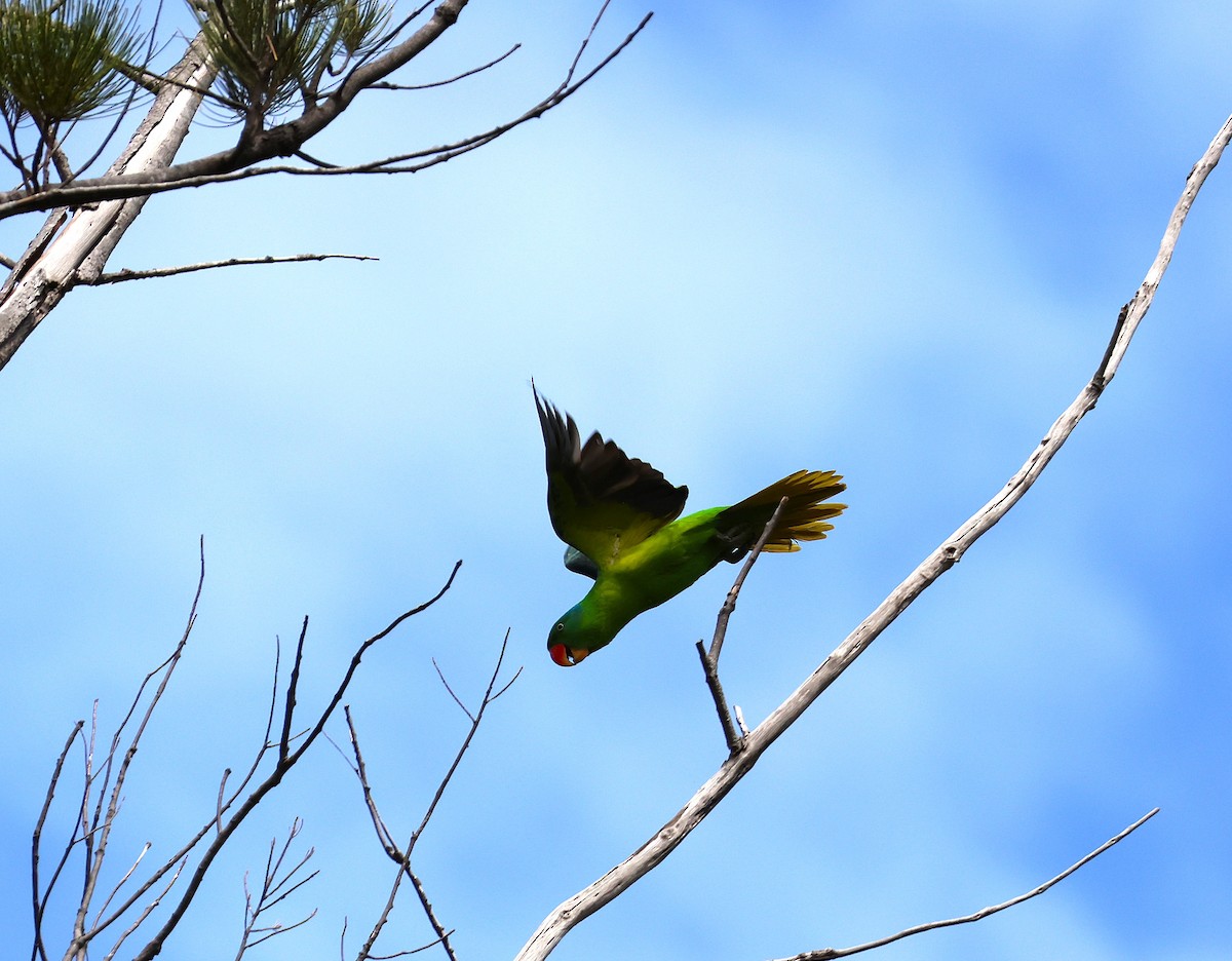 Blue-naped Parrot - ML631713204