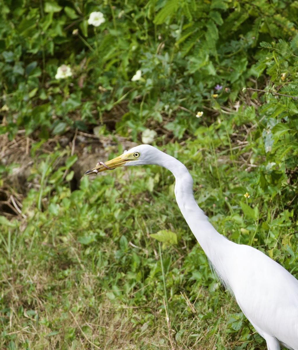 Цасч дэглий - ML631713247