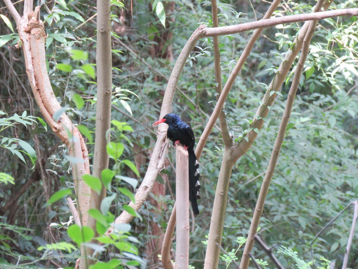 Green Woodhoopoe - ML631713248
