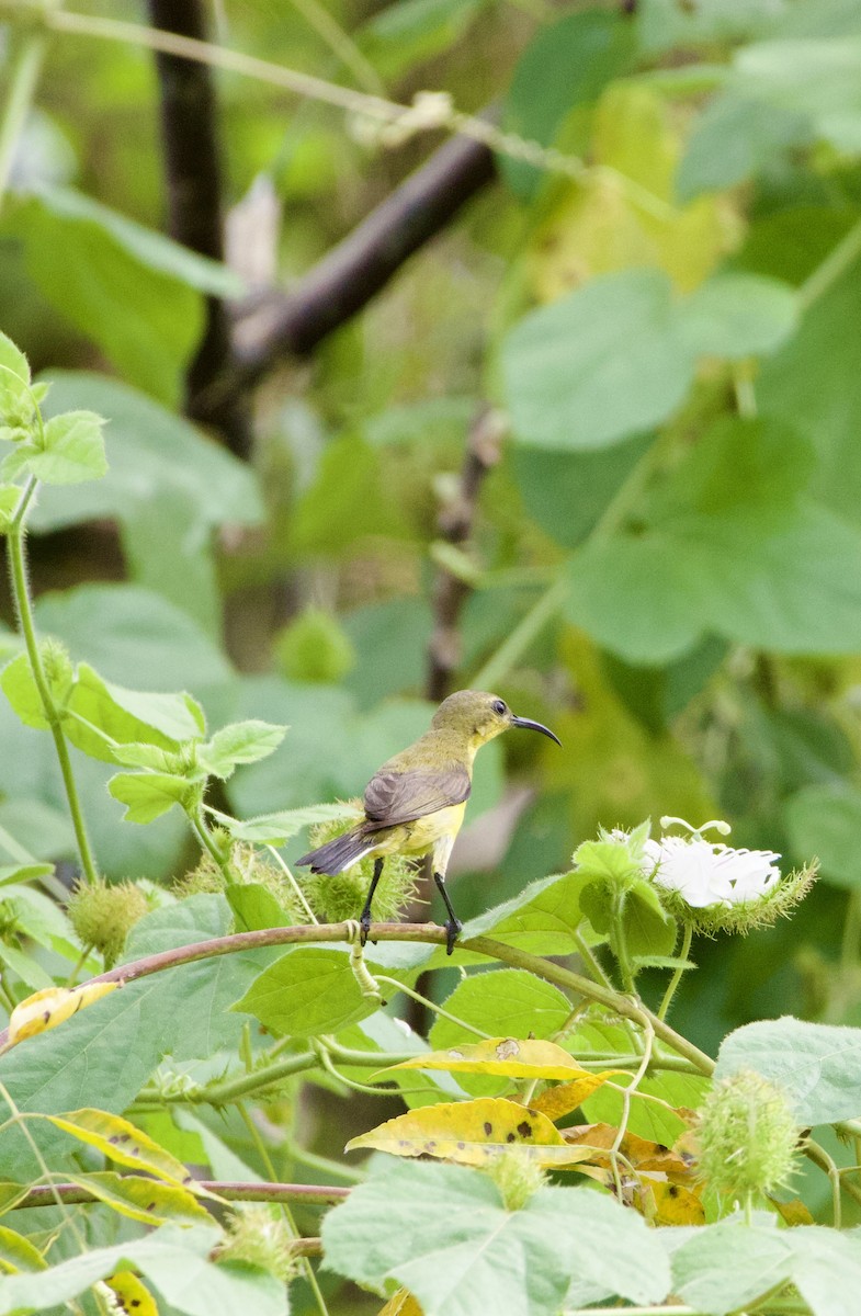 Little Spiderhunter - ML631713315