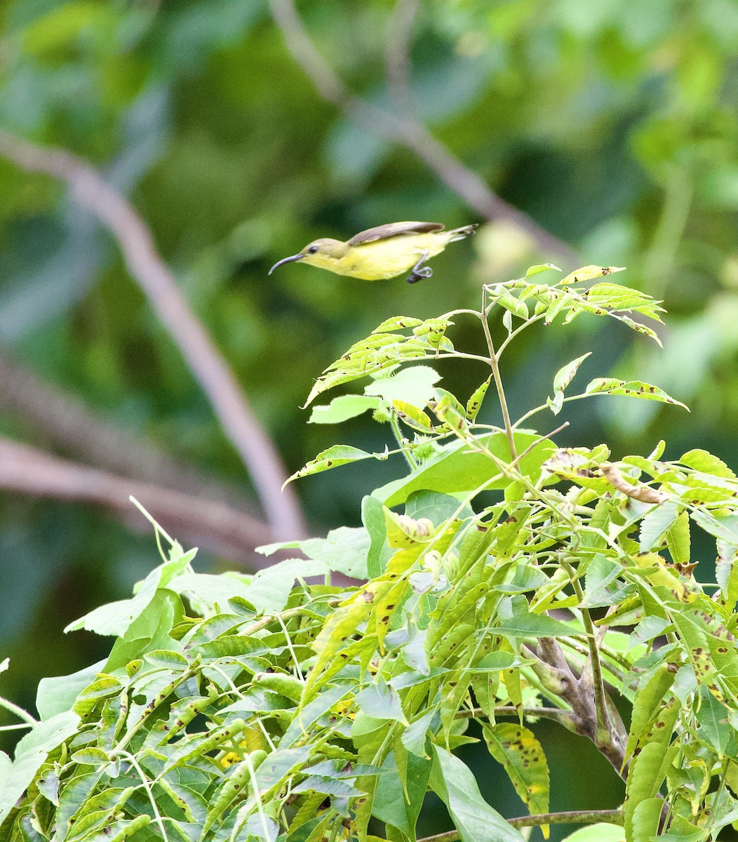 Little Spiderhunter - ML631713317