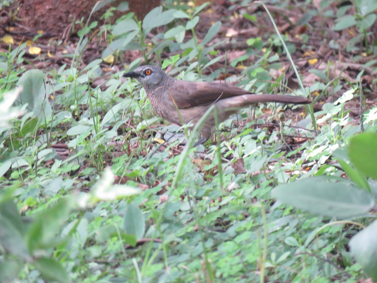 Brown Babbler - ML631713377