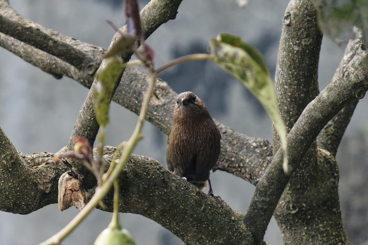 Streaked Laughingthrush - ML631713592