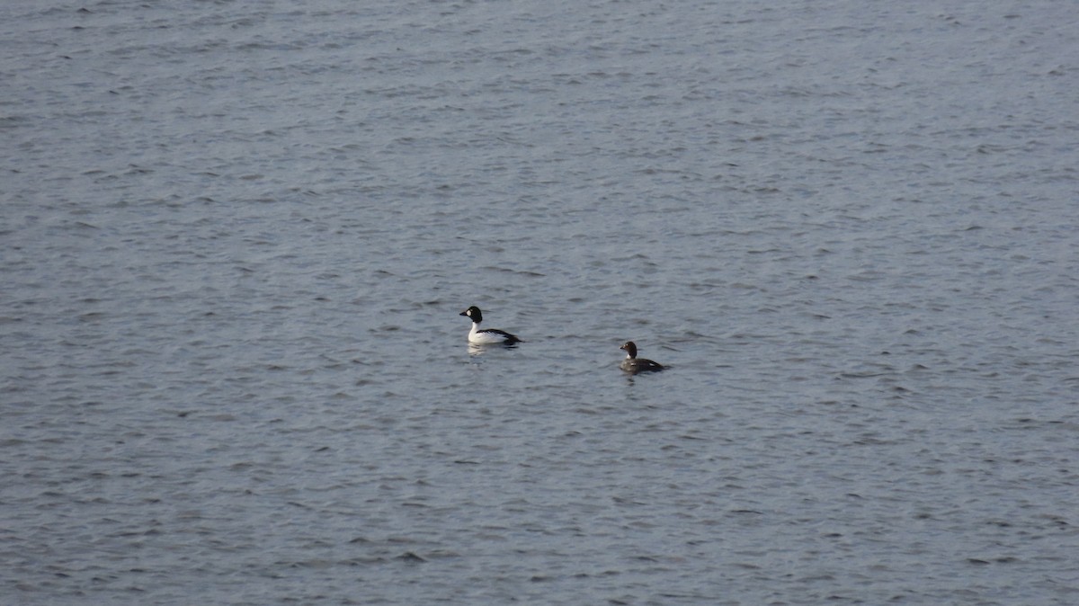 Common Goldeneye - ML631713711