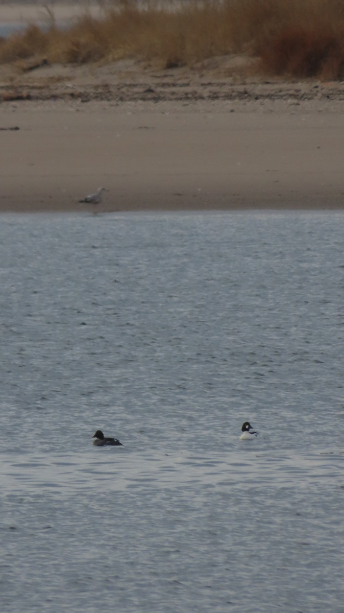 Common Goldeneye - ML631713724