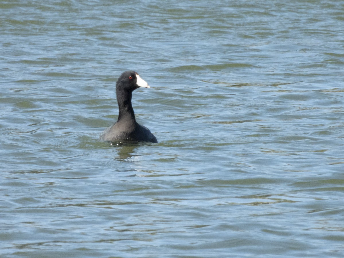 American Coot - ML631713749