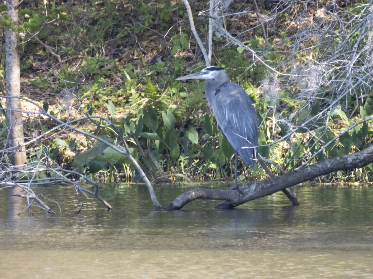 Great Blue Heron - ML631713757