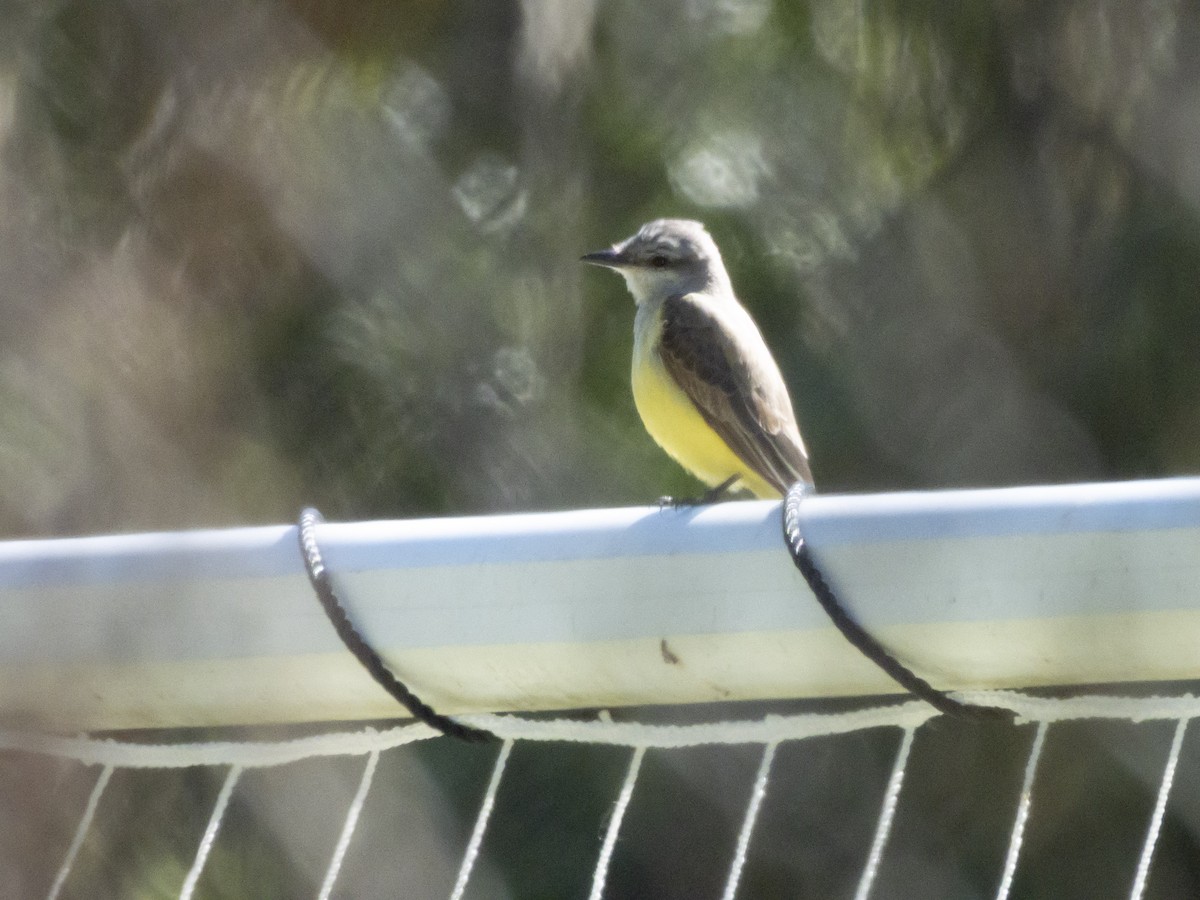 Western Kingbird - ML631713769