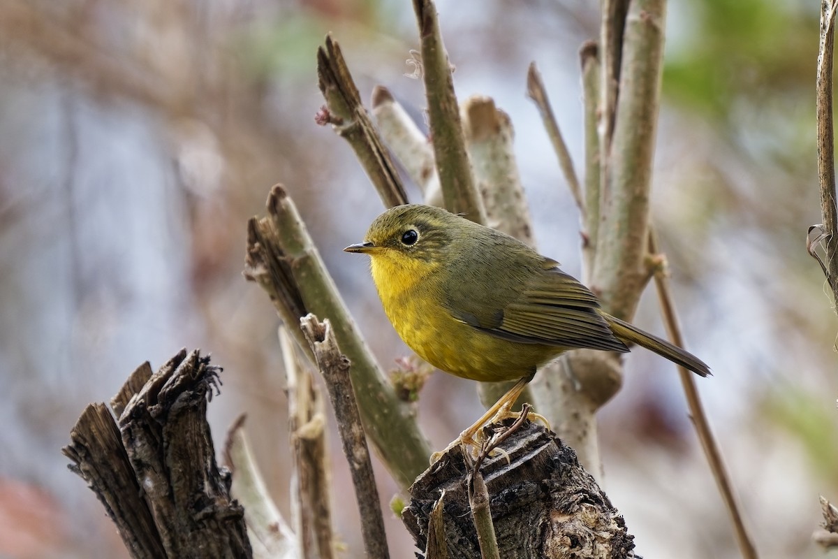 Golden Bush-Robin - ML631713770