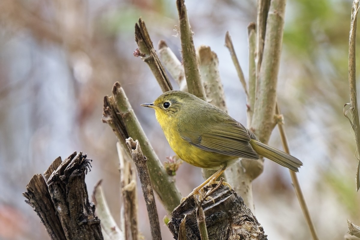 Golden Bush-Robin - ML631713771
