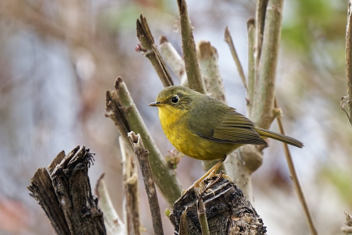Golden Bush-Robin - ML631713772
