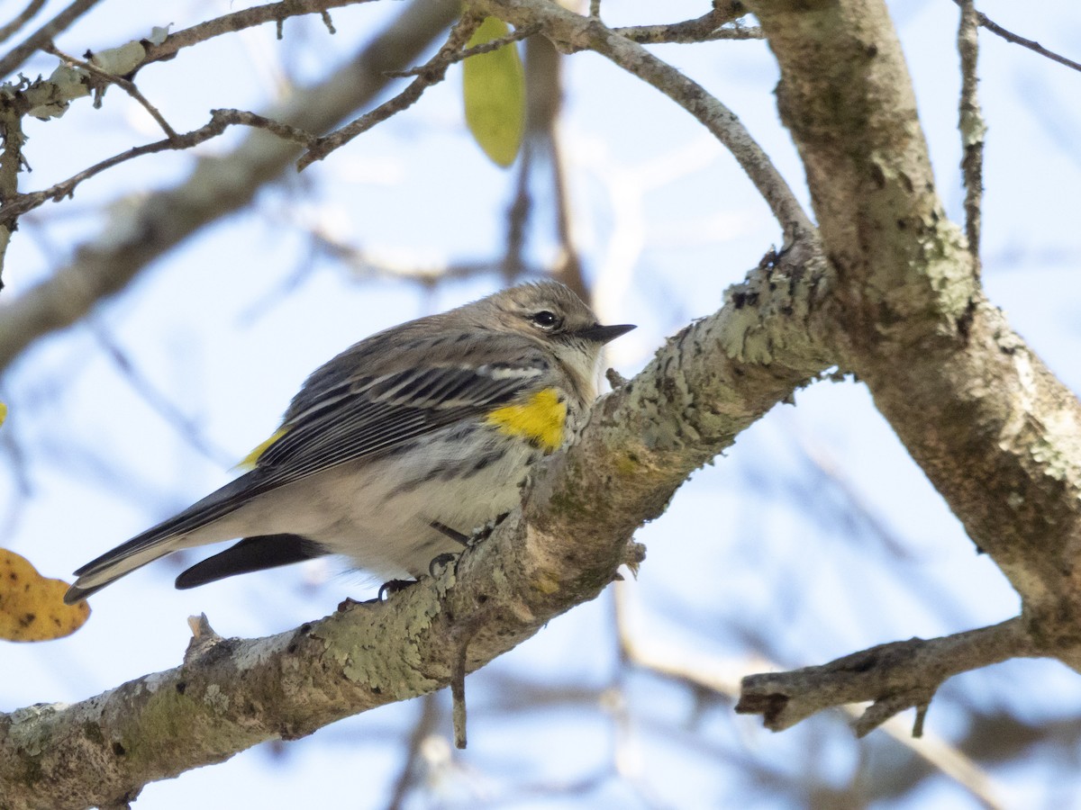 Yellow-rumped Warbler - ML631713784