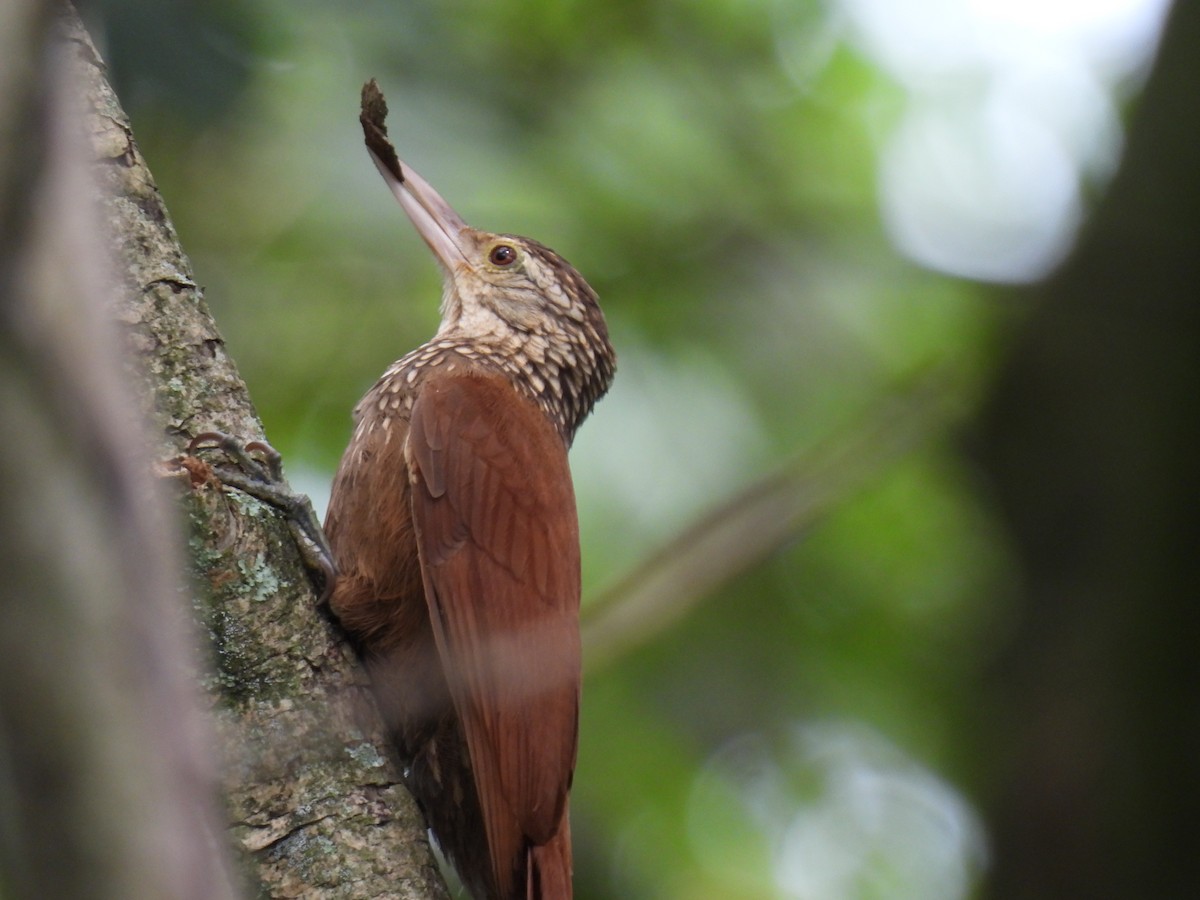Straight-billed Woodcreeper - ML631713834