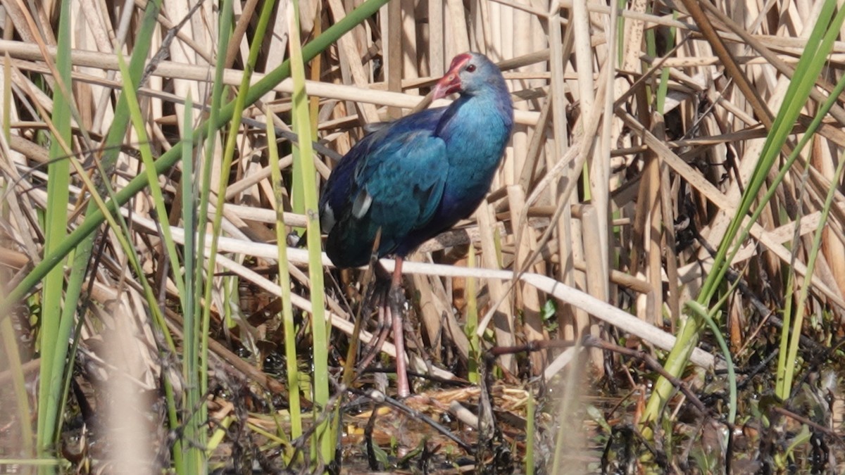 Gray-headed Swamphen - ML631713970