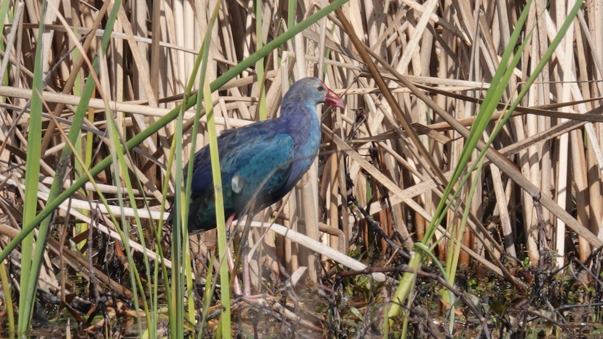 Gray-headed Swamphen - ML631714034