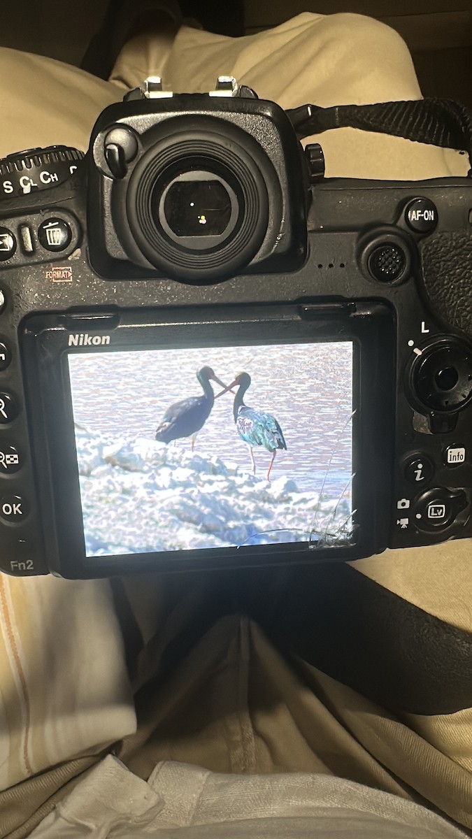 Black Stork - ML631714047