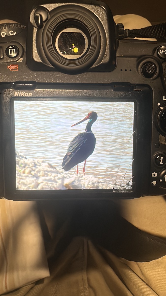 Black Stork - ML631714048