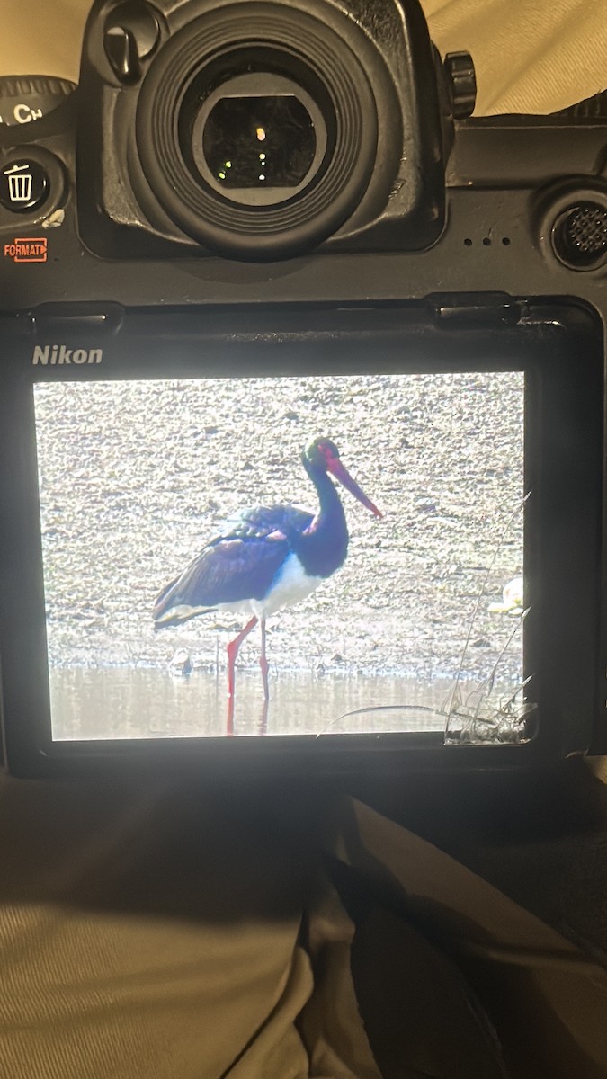 Black Stork - ML631714049