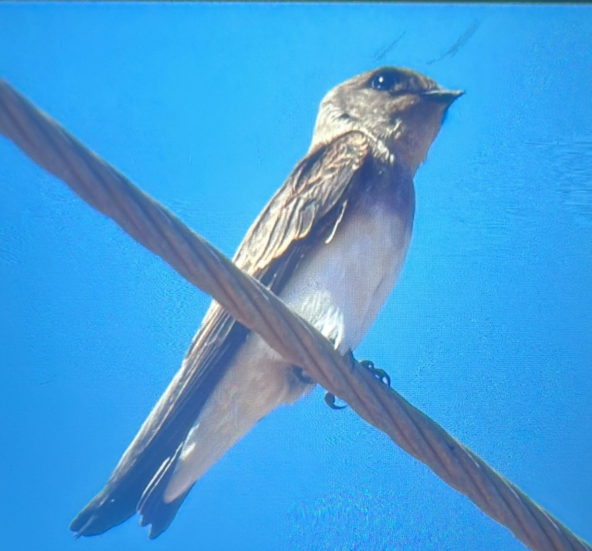 Gray-throated Martin - ML631714097