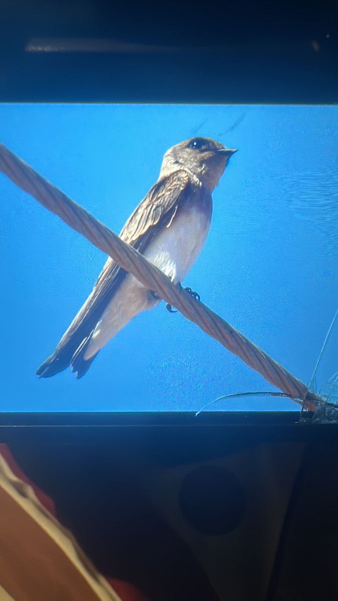 Gray-throated Martin - ML631714098