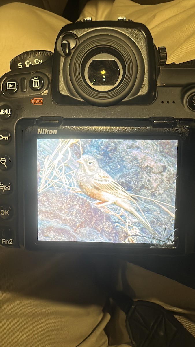 Gray-necked Bunting - ML631714128