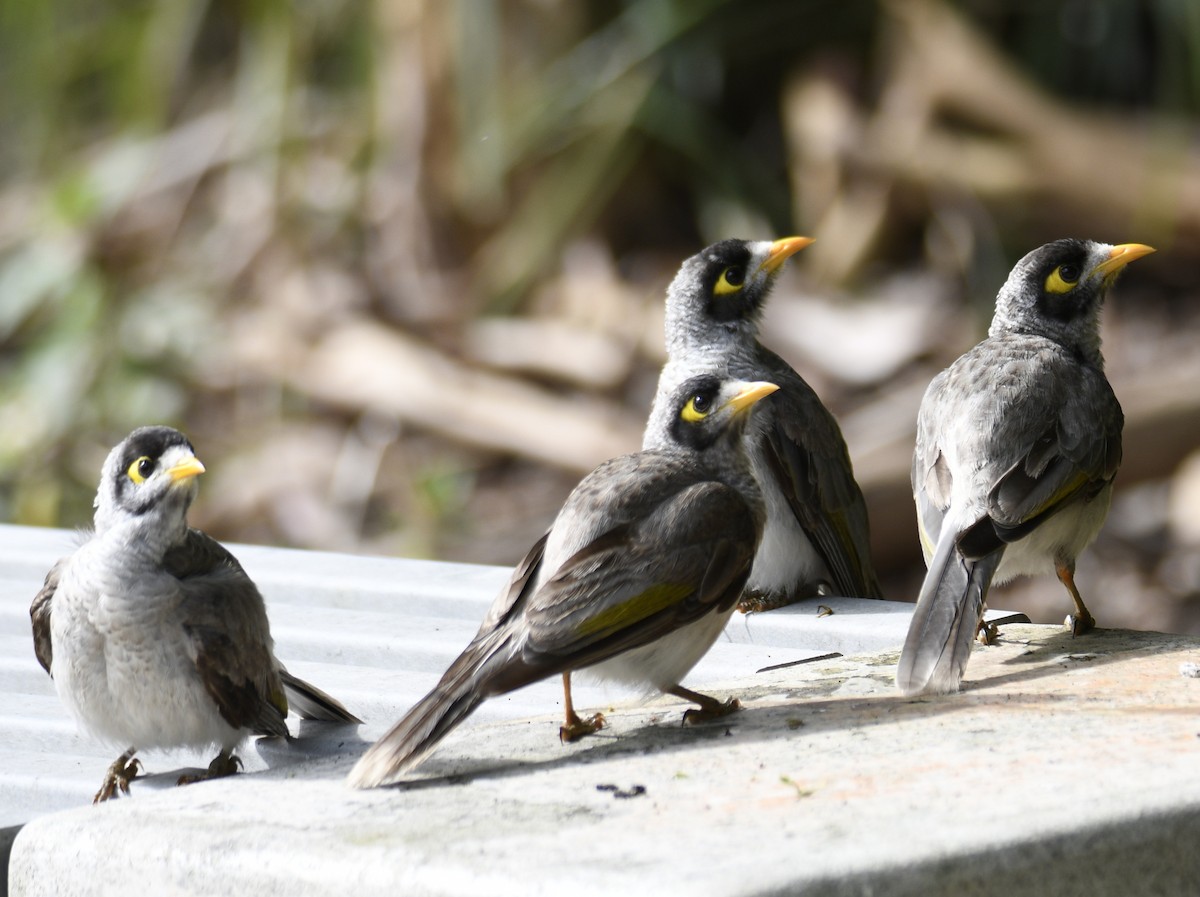 Noisy Miner - ML631714362