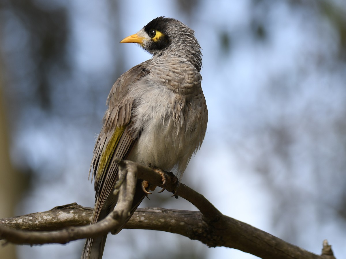 Noisy Miner - ML631714363