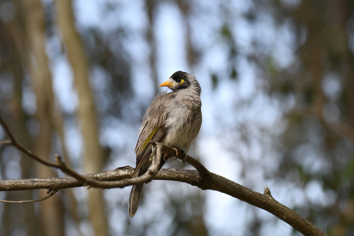 Noisy Miner - ML631714364
