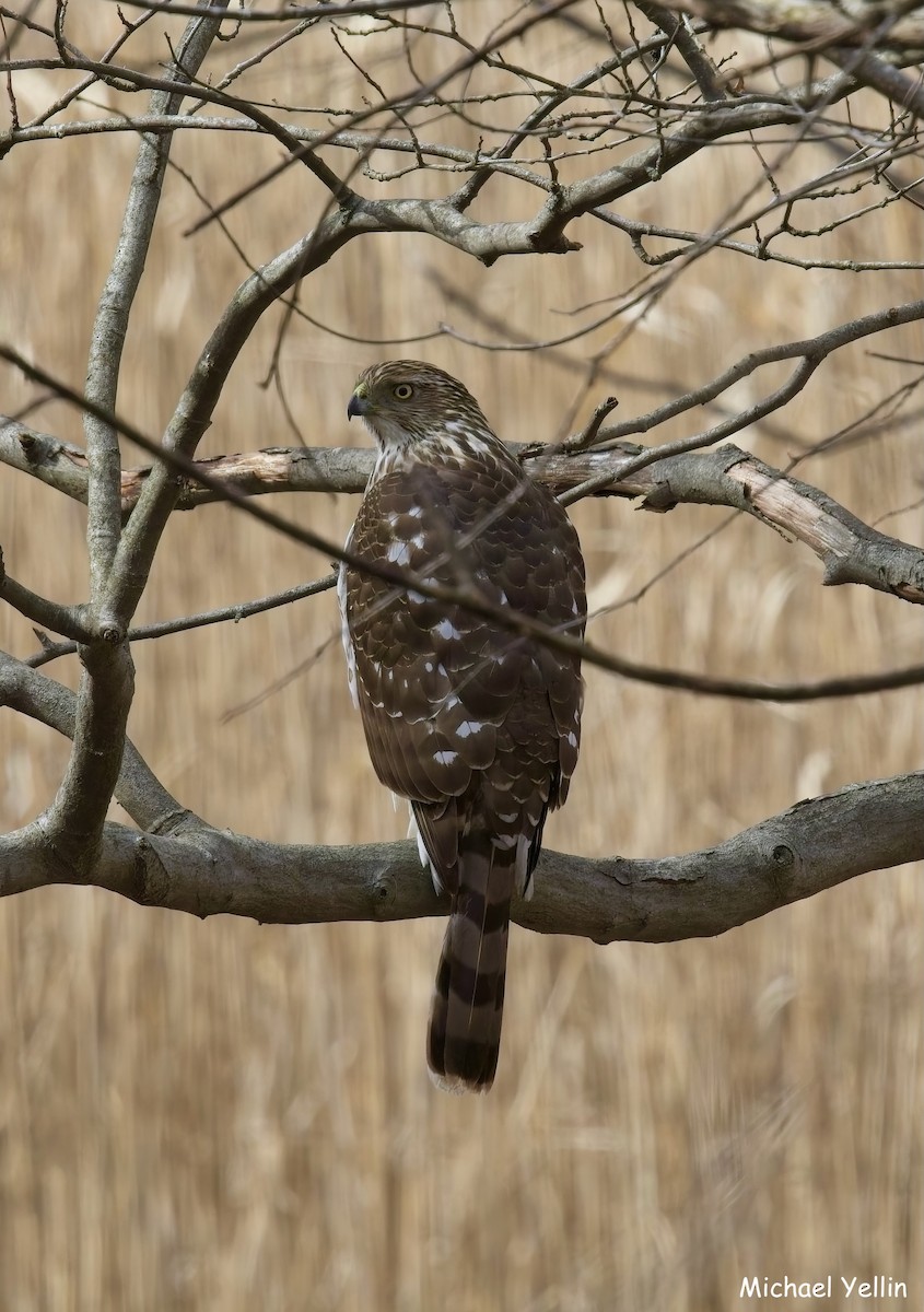 Cooper's Hawk - ML631714969