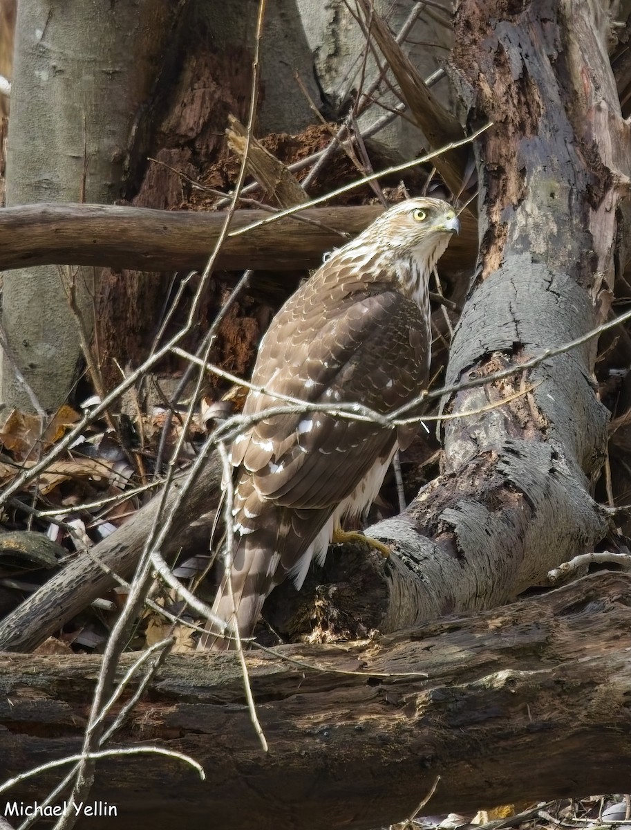 Cooper's Hawk - ML631714973