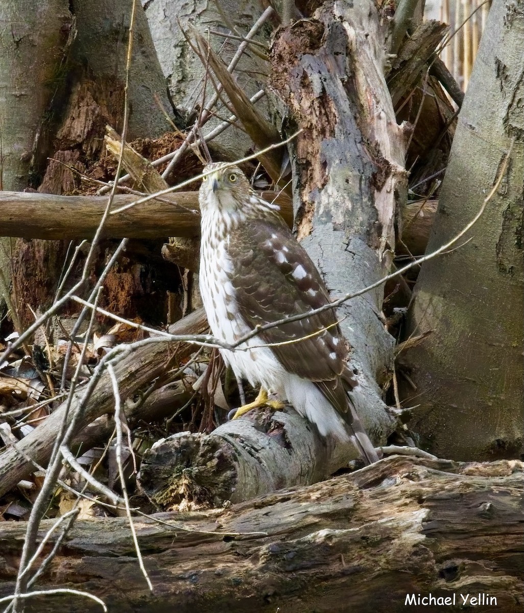 Cooper's Hawk - ML631714979