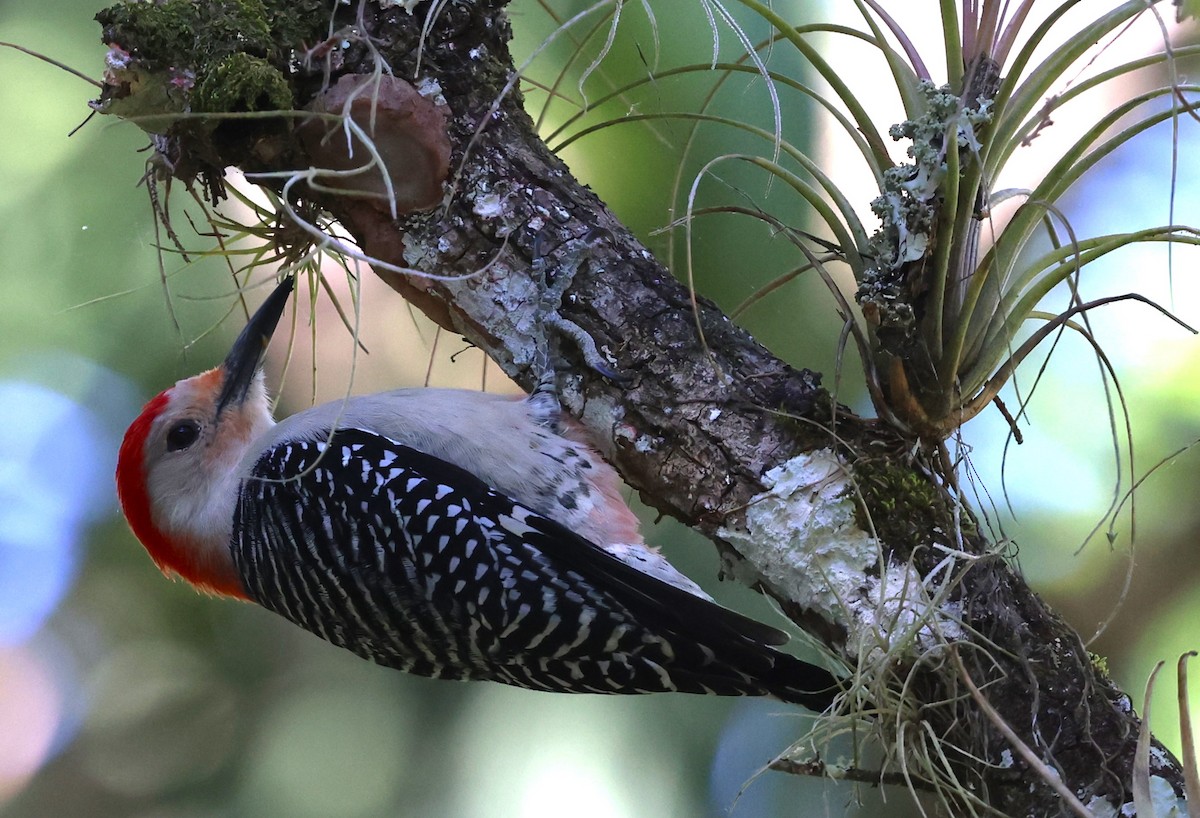 Red-bellied Woodpecker - ML631715246