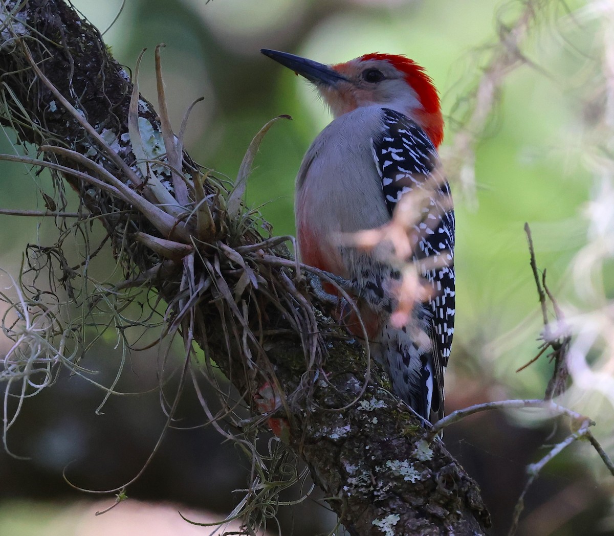 Red-bellied Woodpecker - ML631715247