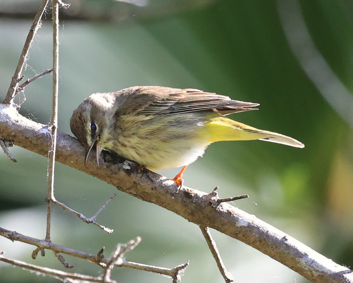 Palm Warbler - ML631715254