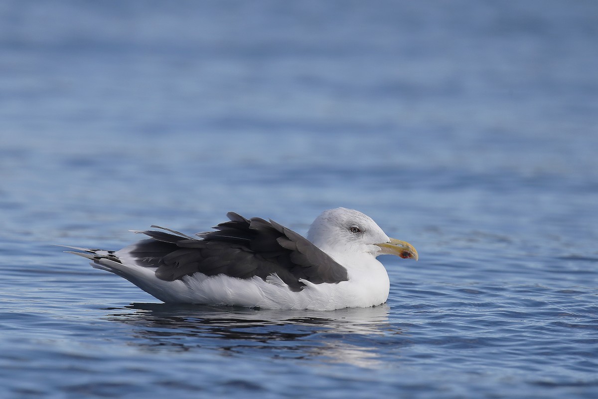 Great Black-backed Gull - ML631715490