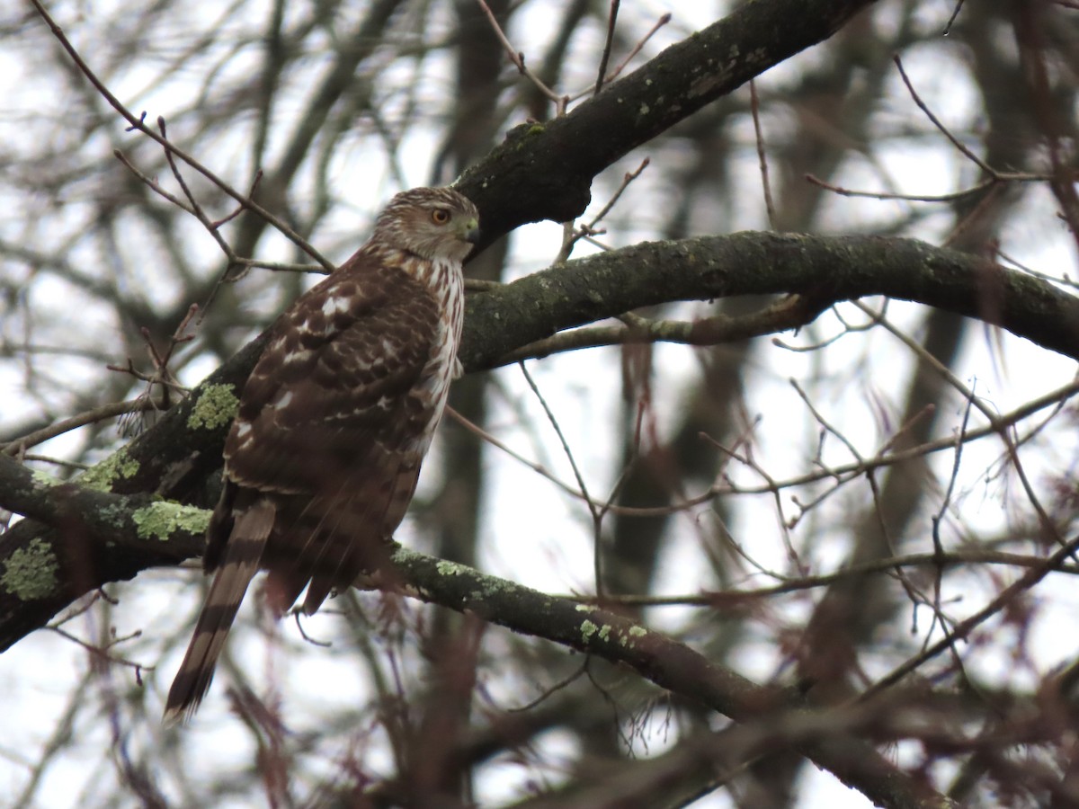 Cooper's Hawk - ML631715501