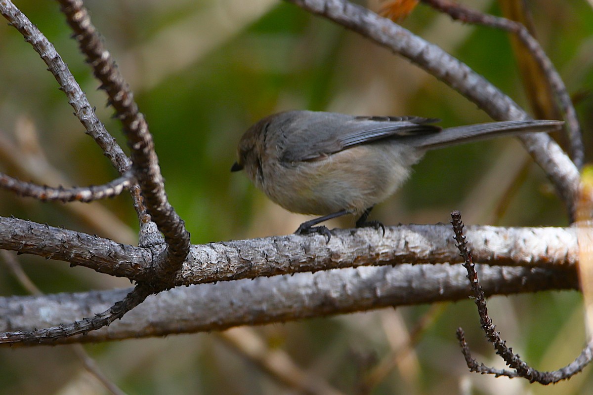 Bushtit - ML631715684
