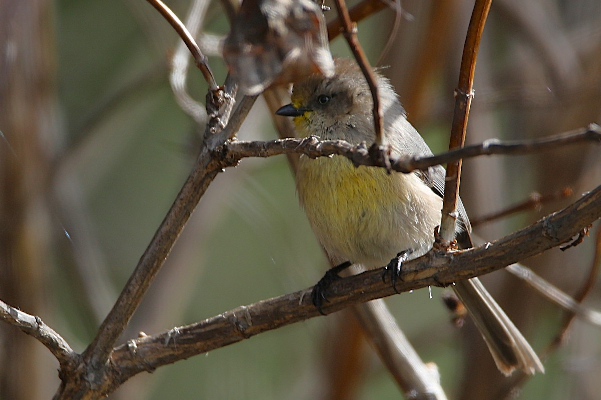 Bushtit - ML631715710