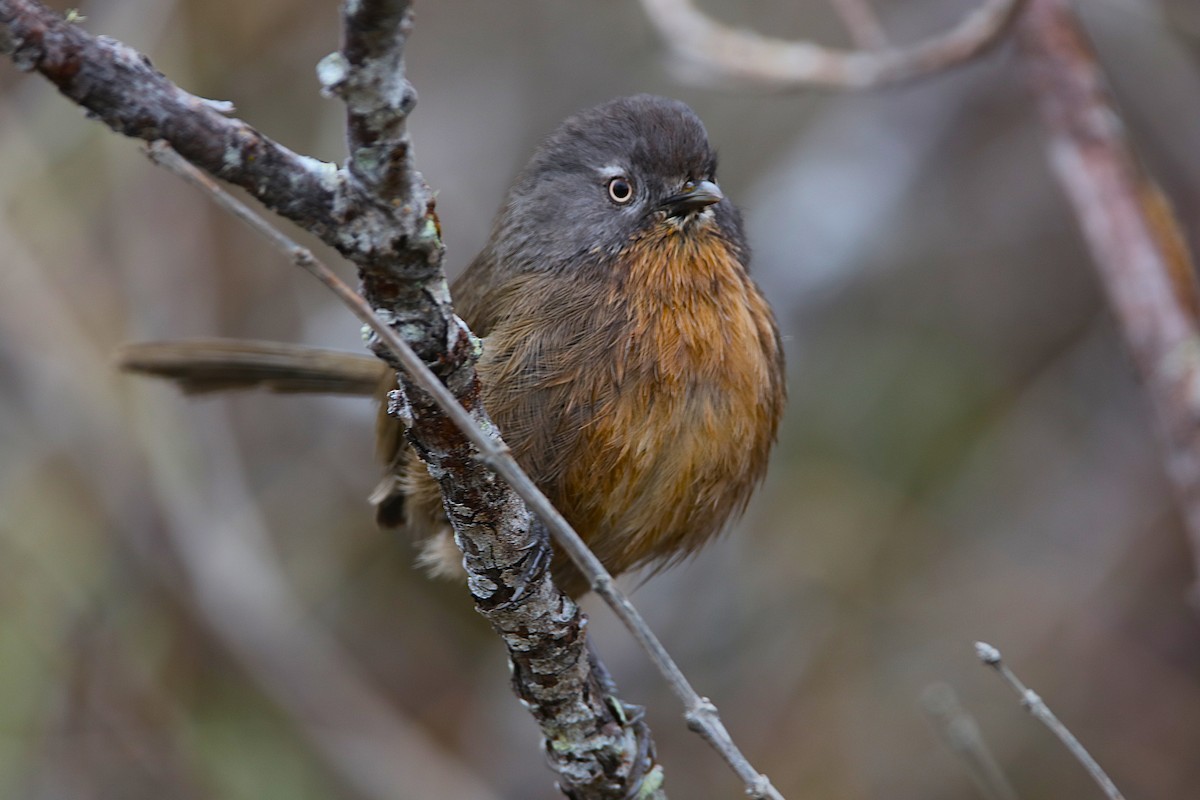 Wrentit - ML631715752