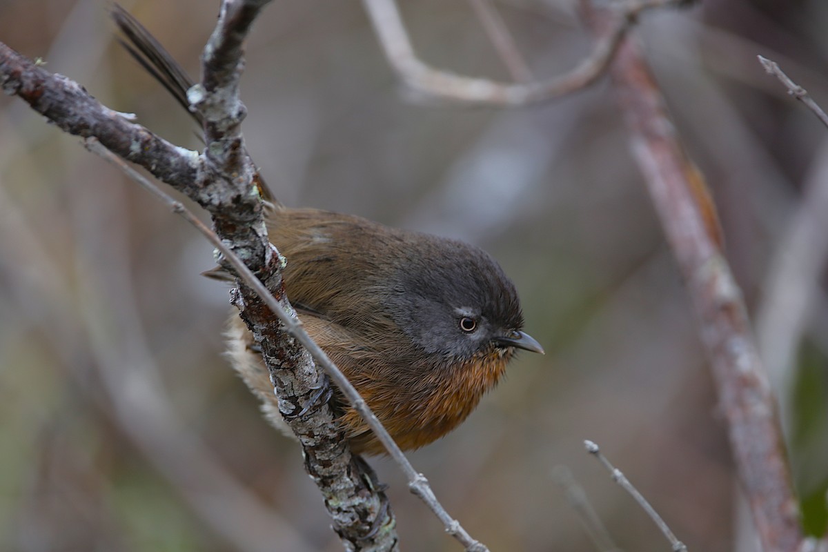 Wrentit - ML631715762