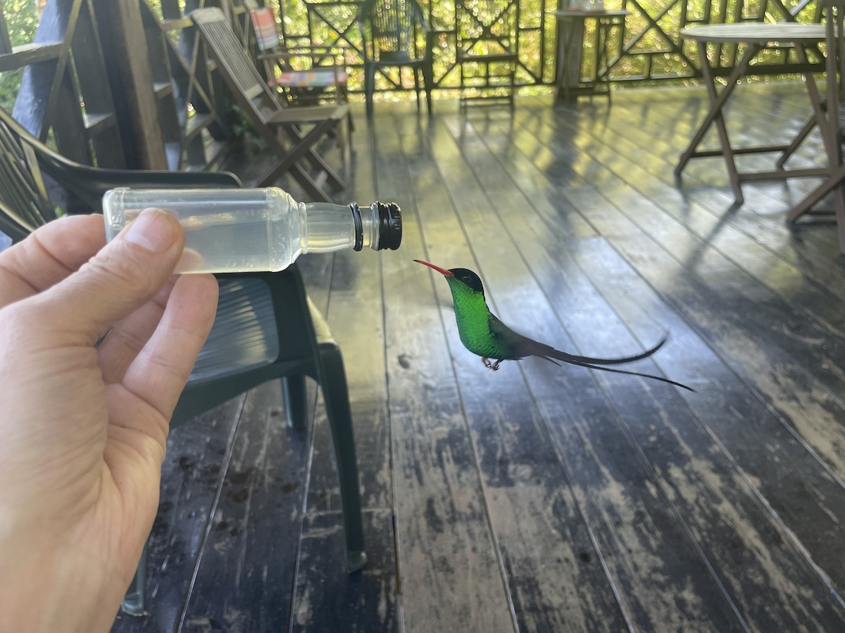 Red-billed Streamertail - ML631715822