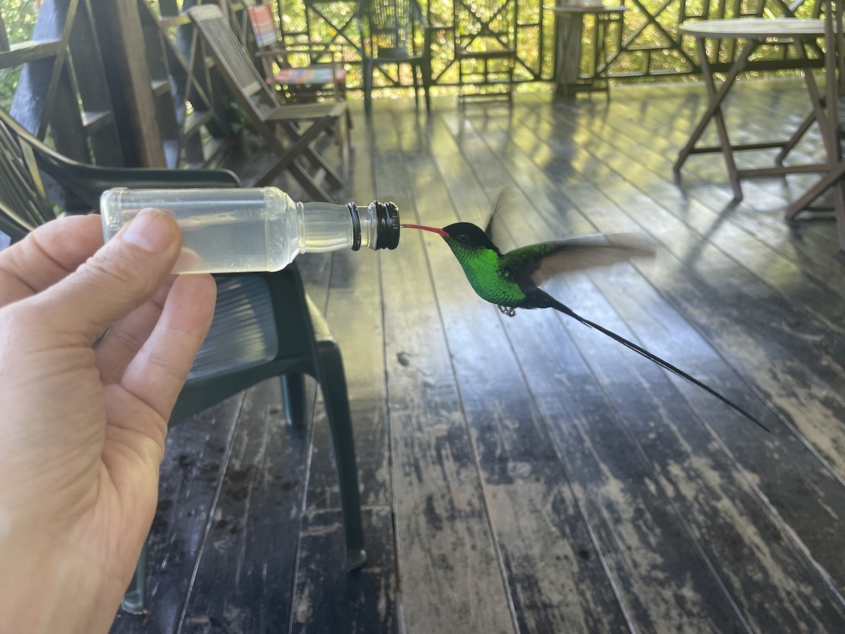 Red-billed Streamertail - ML631715823