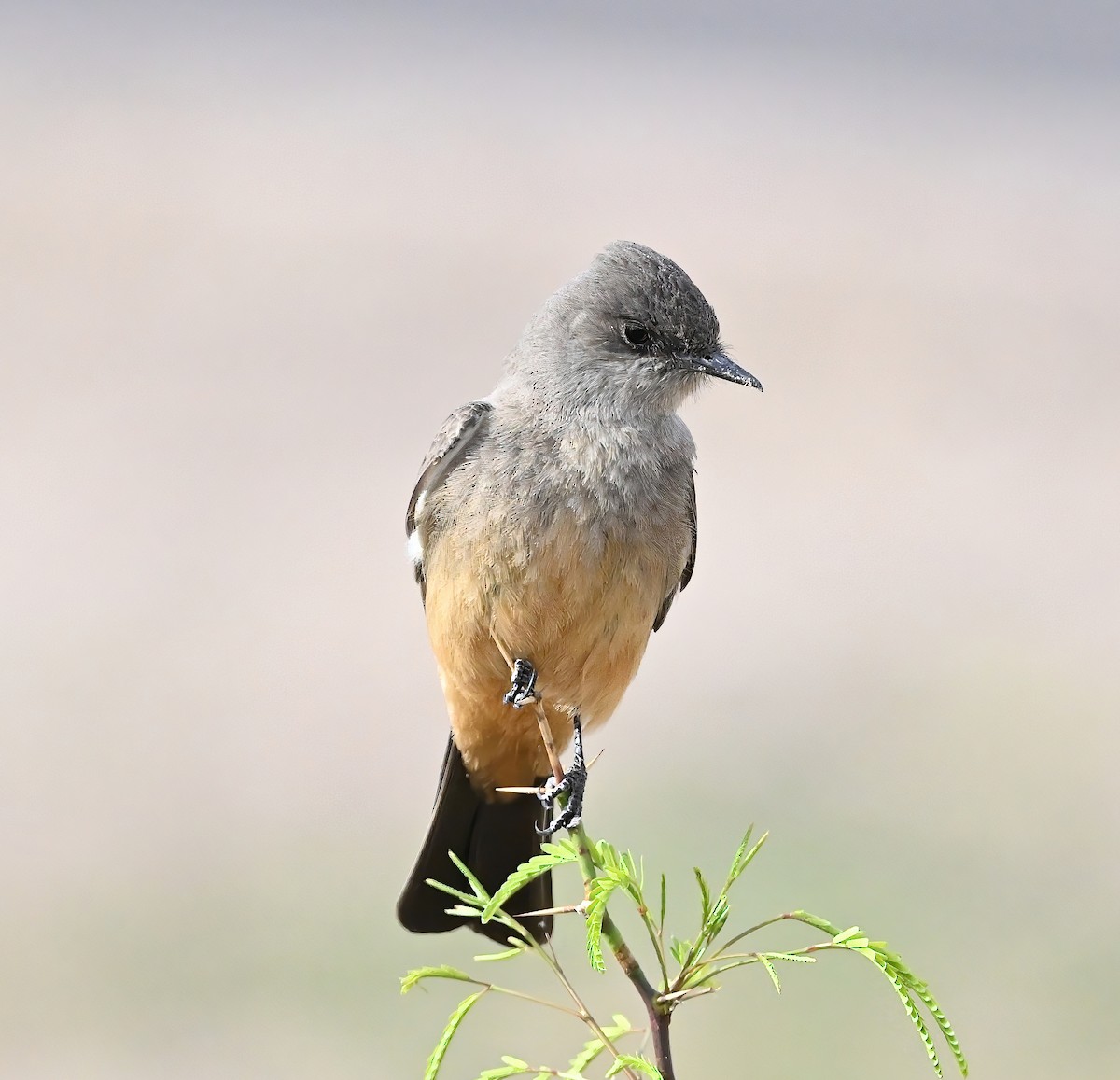 Say's Phoebe - ML631715881