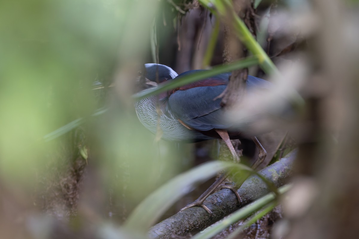 Agami Heron - ML631715892